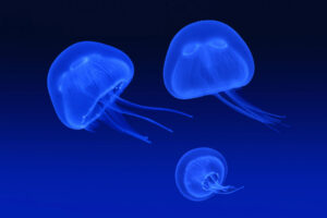 Floating Jellyfish331299428